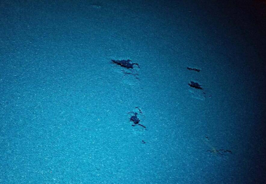 可惡!公園的塑膠跑道施工遭遇不文明行為人